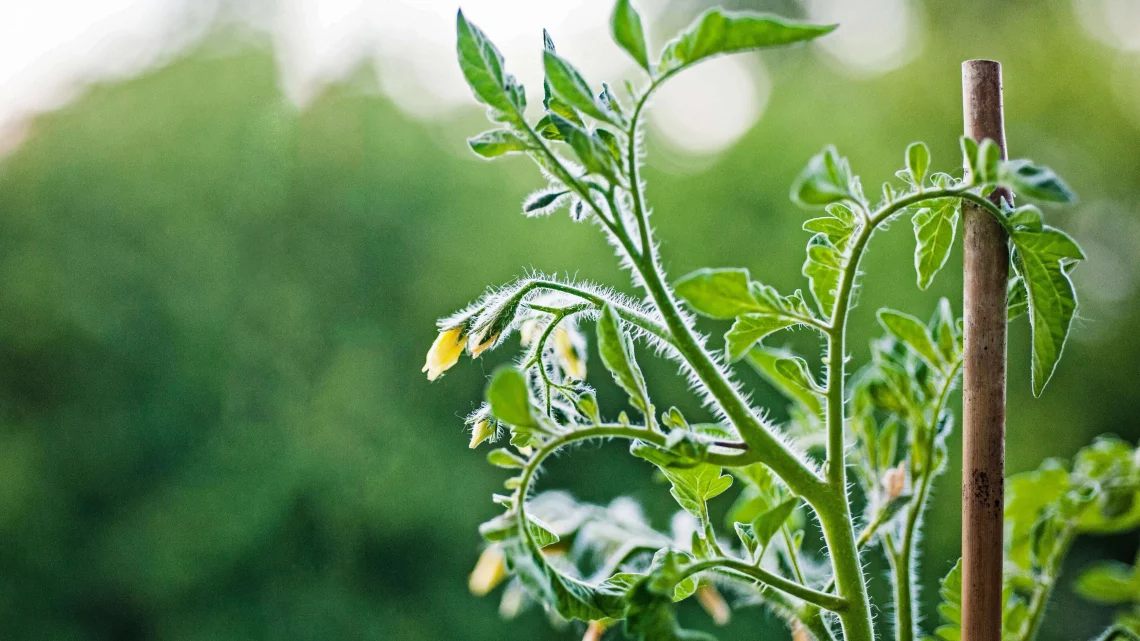 Pěstování RAJČAT: Kdy a jak zasázet rajčata ze semínek?
