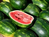 pěstování melounů