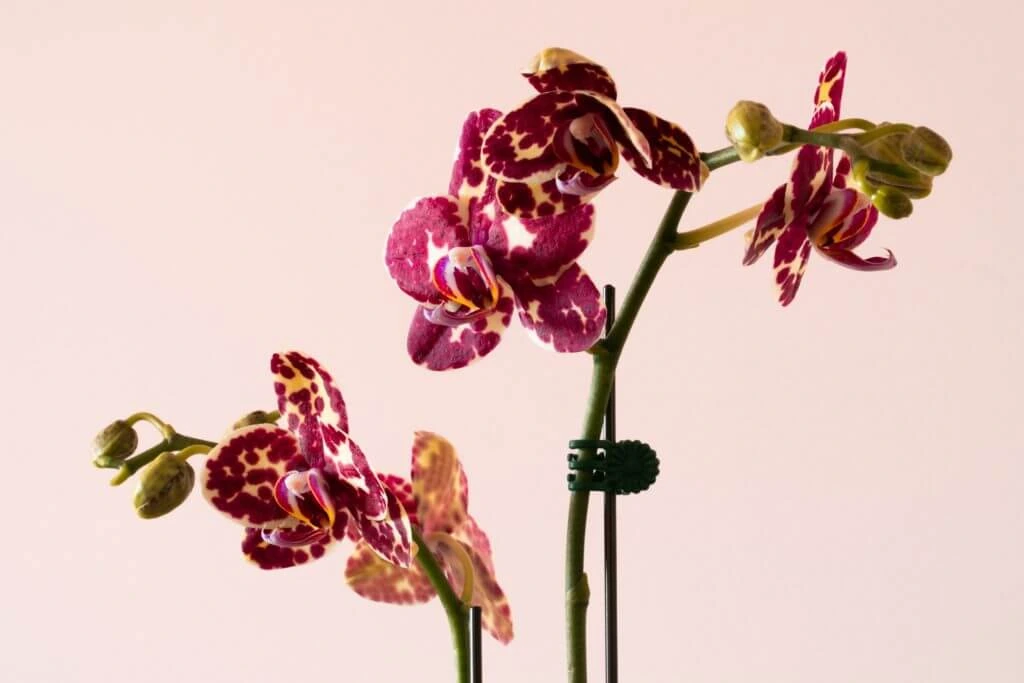 jak zalévat orchidej