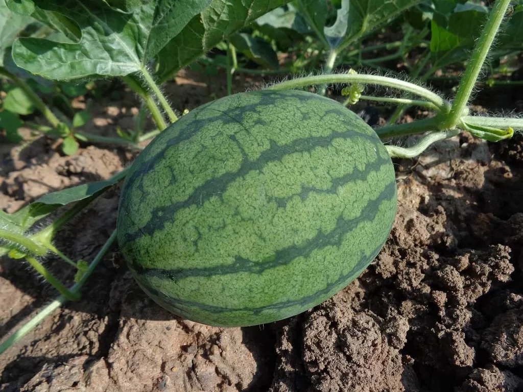 pěstování melounů