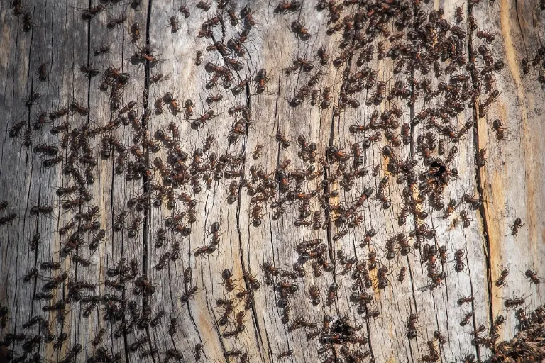 Jak se zbavit mravenců doma? 
