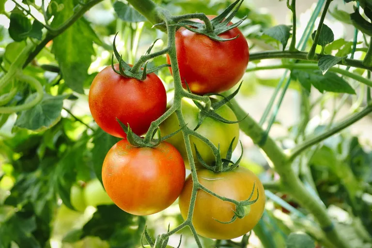 Zaštipování rajčat