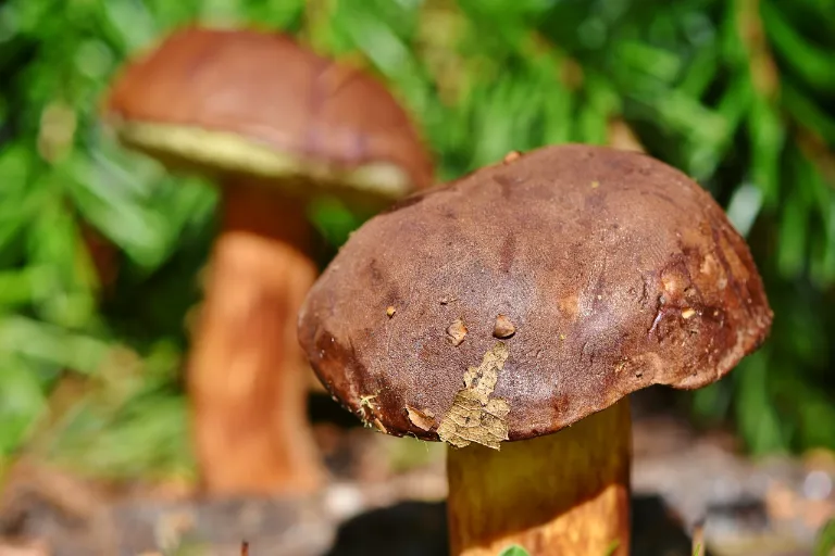 Jak sušit houby v troubě