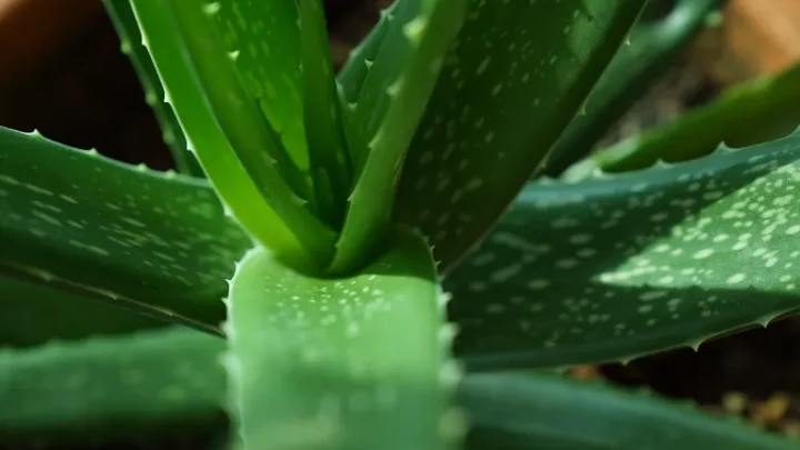 Aloe vera pěstování: Vypěstujte si doma zázračnou rostlinu