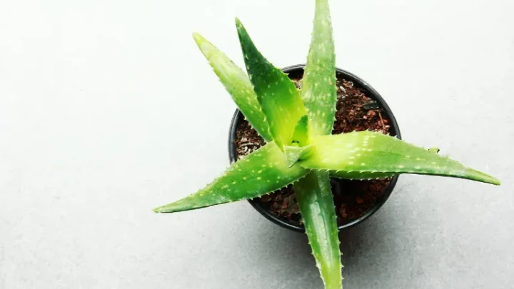 Aloe vera účinky: Jaké účinky má aloe vera a jak je využít?