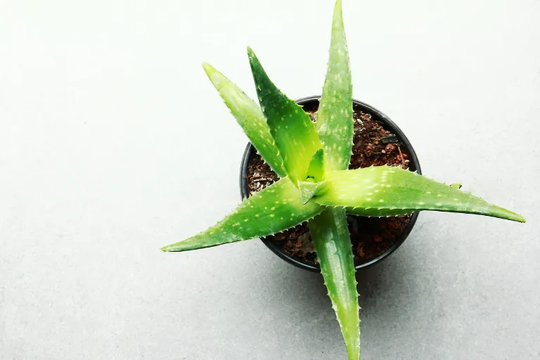 Aloe vera účinky: Jaké účinky má aloe vera a jak je využít?