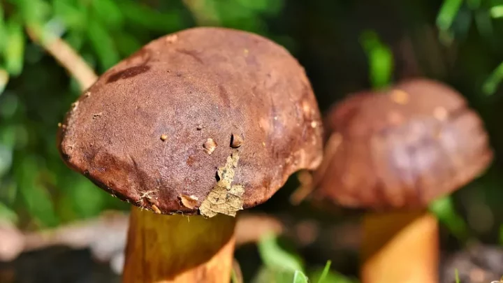 3 skvělé recepty z hub: Užijte si houbařské období naplno!
