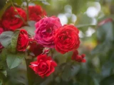 Stříhání růží na podzim zaručí bohaté květy příští rok!