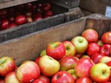 Uskladnění jablek: Jak je uskladnit, aby zůstala šťavnatá?
