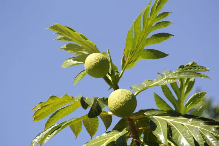 Breadfruit - Chlebovník obecný