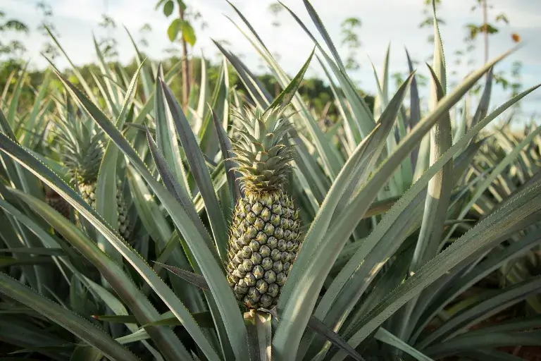 Pěstování ananasu: Jak zasadit ananas a jak o něj pečovat?