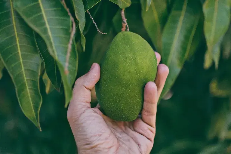 jak vypěstovat mango z pecky