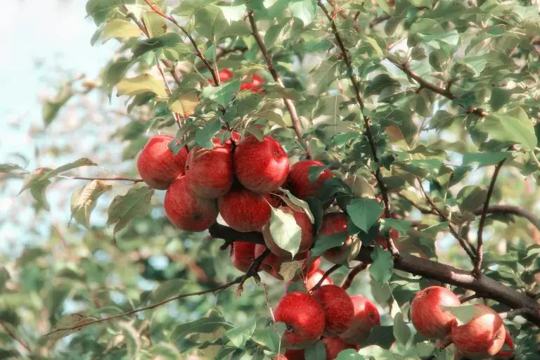 Původní české odrůdy ovocných stromů