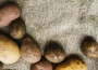 Pěstování brambor v pytli