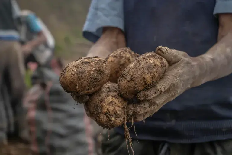 jak pěstovat brambory v pytli